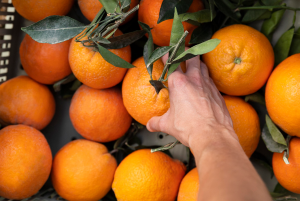 Leia mais sobre o artigo POSSÍVEL CRISE PODE AFETAR PRODUTORES DE LARANJA